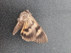 Catocala piatrix