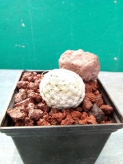 Mammillaria herrerae