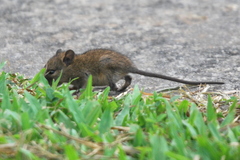 Rattus tanezumi