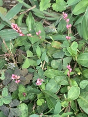 Persicaria