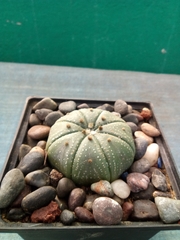 Astrophytum asterias