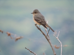 Knipolegus poecilurus