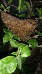 Ascalapha odorata