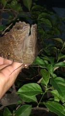 Ascalapha odorata