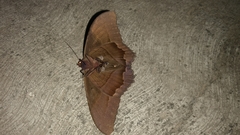 Ascalapha odorata