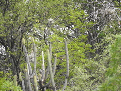 Cleistocactus parviflorus