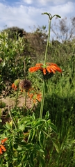 Leonotis nepetifolia nepetifolia