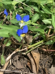 Commelina communis
