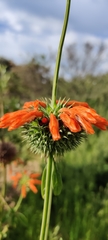 Leonotis nepetifolia nepetifolia