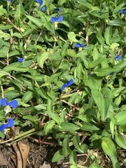 Commelina communis