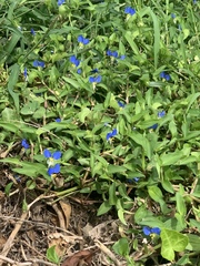 Commelina communis