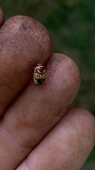 Cryptocephalus mutabilis