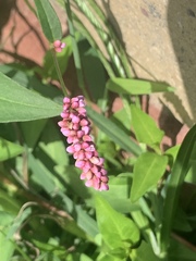 Persicaria