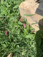 Persicaria