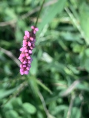 Persicaria