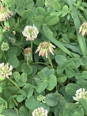Trifolium repens