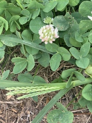 Trifolium repens