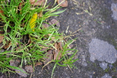 Poa annua