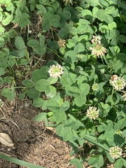 Trifolium repens