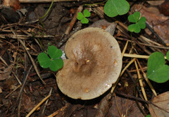 Lactarius flexuosus