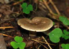Lactarius flexuosus