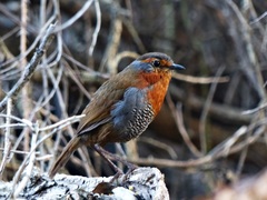 Scelorchilus rubecula