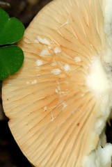 Lactarius flexuosus