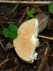 Lactarius flexuosus