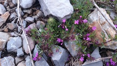 Glandularia turneri