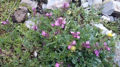 Glandularia turneri