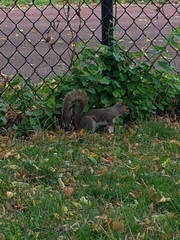 Sciurus carolinensis