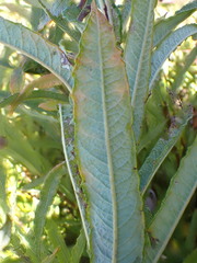 Salix candida