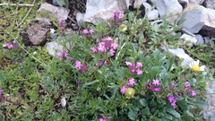 Glandularia turneri