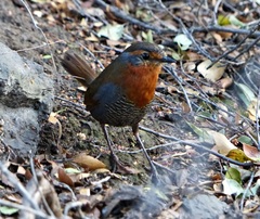 Scelorchilus rubecula