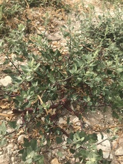 Tidestromia lanuginosa