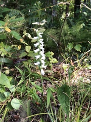 Spiranthes arcisepala