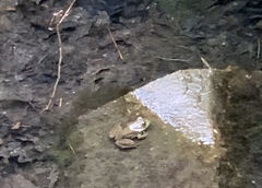 Lithobates