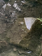Lithobates