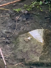 Lithobates