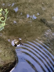 Lithobates