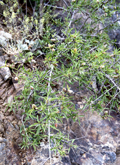 Amygdalus