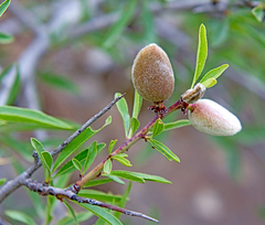 Amygdalus