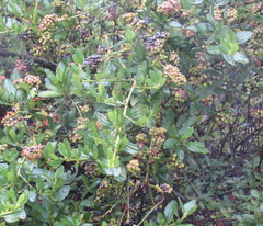 Ceanothus thyrsiflorus thyrsiflorus