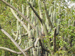 Harrisia tetracantha