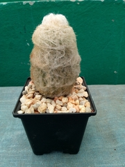 Espostoa lanata
