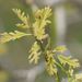 Bur Oak - Photo (c) Richard J. Buist, some rights reserved (CC BY-NC), uploaded by Richard J. Buist