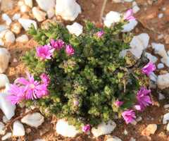 Trichodiadema hallii