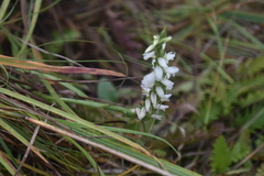 Spiranthes magnicamporum