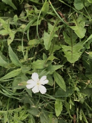Silene latifolia alba