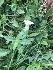 Silene latifolia alba